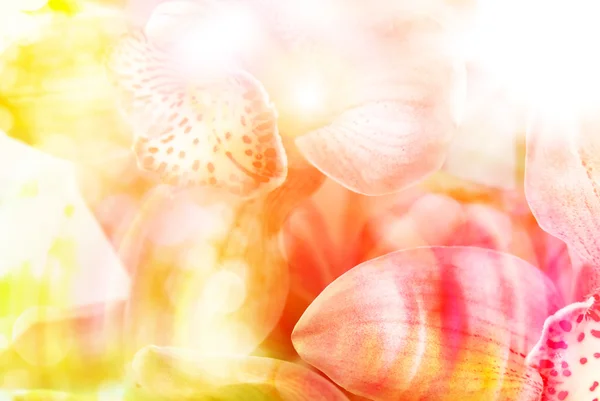 난초 꽃 가까이 — 스톡 사진