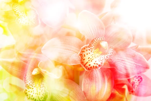 Fiore del Orchid vicino — Foto Stock