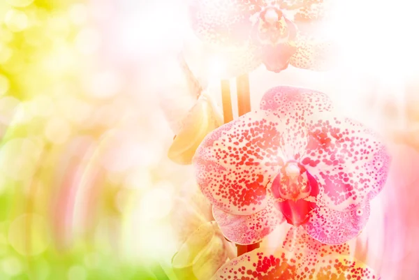 Flor de orquídea perto — Fotografia de Stock