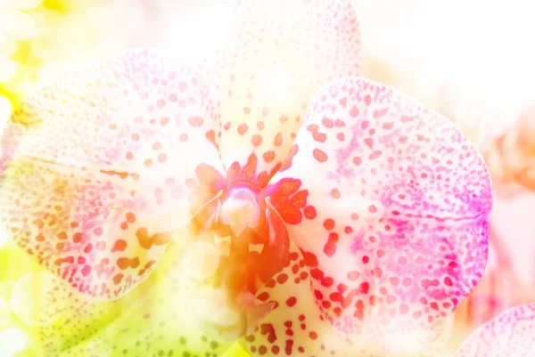 Orchidej květina zblízka — Stock fotografie
