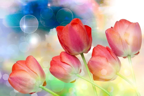 Tulip flowers close up — Stock Photo, Image