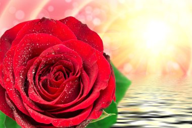 Gül çiçeği. Yaklaş.