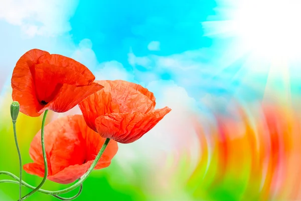 Red poppy close up — Stock Photo, Image