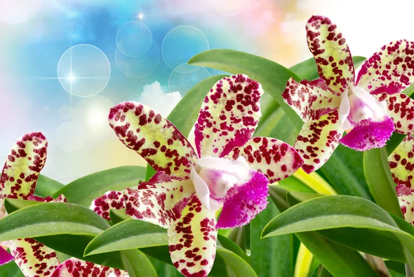 Orchidea kwiat bliska — Zdjęcie stockowe