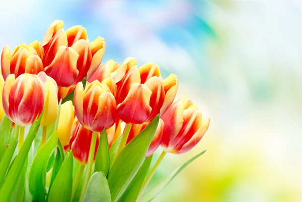 Tulip flowers close up — Stock Photo, Image