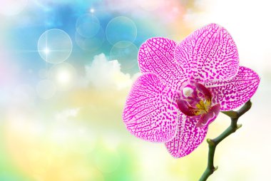 Orkide çiçek yakın çekim