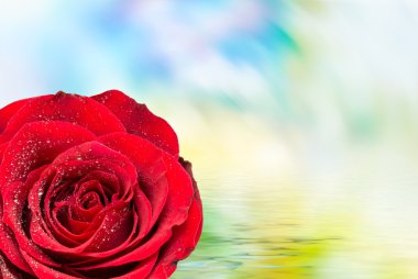 Gül çiçeği. Yaklaş.