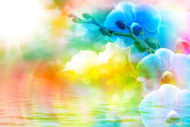 Orkide çiçek yakın çekim