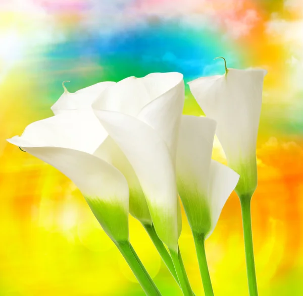 Calla lily květina zblízka — Stock fotografie