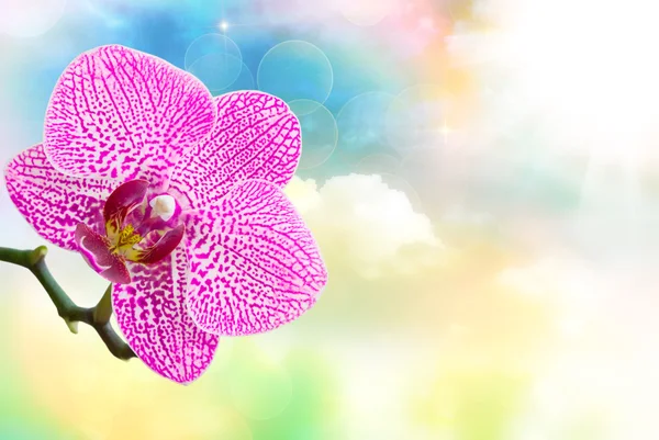 Orchideebloem close-up — Stockfoto