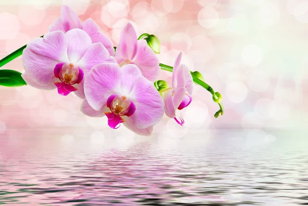 Fiore del Orchid vicino — Foto Stock