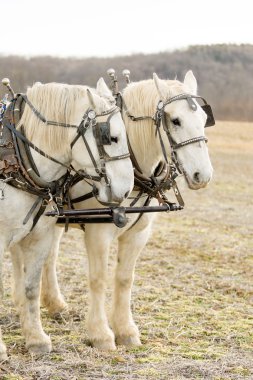 Two Harnessed Percheron Draft Horses clipart