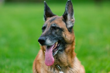 Alman çoban köpek dış