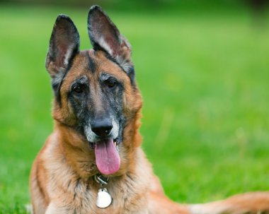 Alman çoban köpek dış