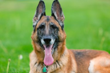 Alman çoban köpek dış