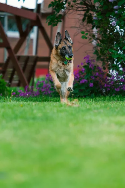 Německý ovčák pes mimo — Stock fotografie