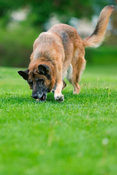 Pastore tedesco cane fuori — Foto Stock