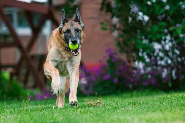 Schäferhund draußen — Stockfoto