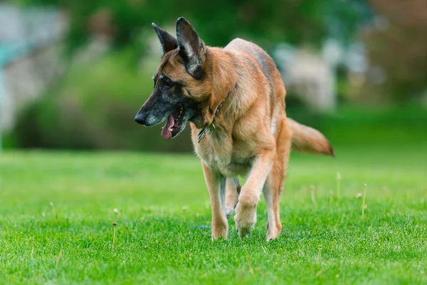 Duitse herdershond buiten — Stockfoto