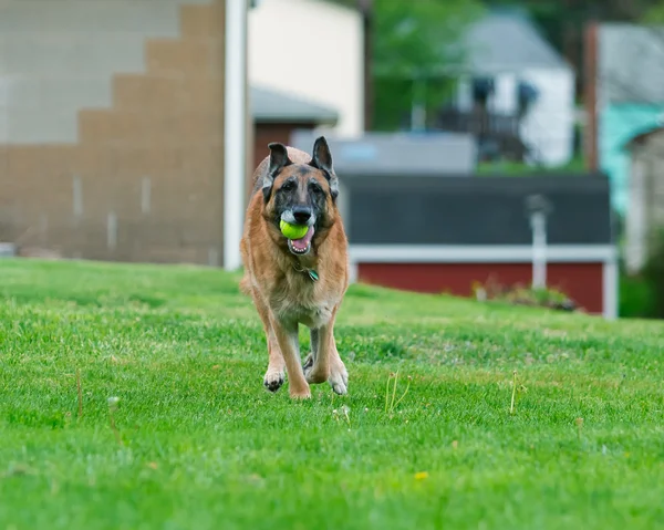 外のジャーマン ・ シェパード犬 — ストック写真