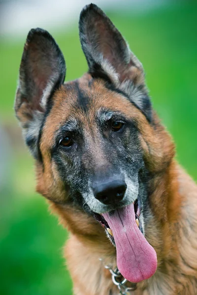 Pastor alemán perro fuera — Foto de Stock