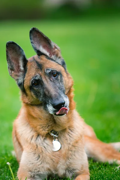 Pastore tedesco cane fuori — Foto Stock