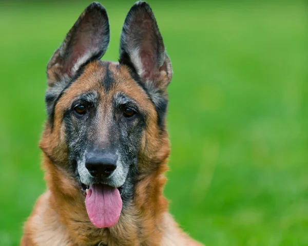 Tysken Fåraherde hund utanför — Stockfoto