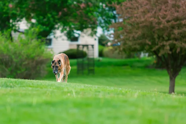 Owczarek niemiecki pies poza — Zdjęcie stockowe