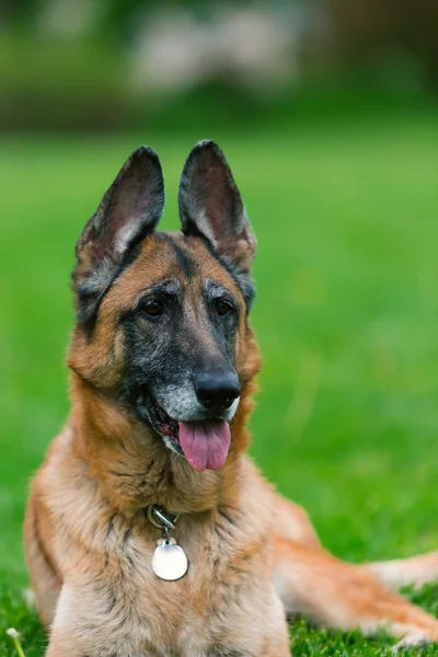 Schäferhund draußen — Stockfoto