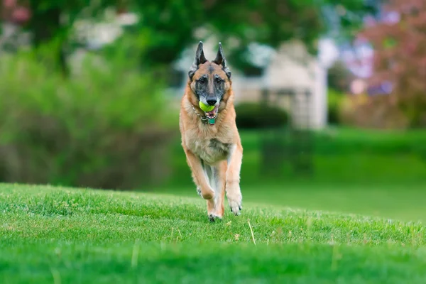 外のジャーマン ・ シェパード犬 — ストック写真