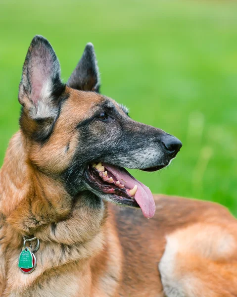 Pastor alemán perro fuera — Foto de Stock