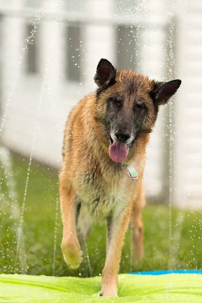 Pastore tedesco cane fuori a giocare in acqua — Foto Stock