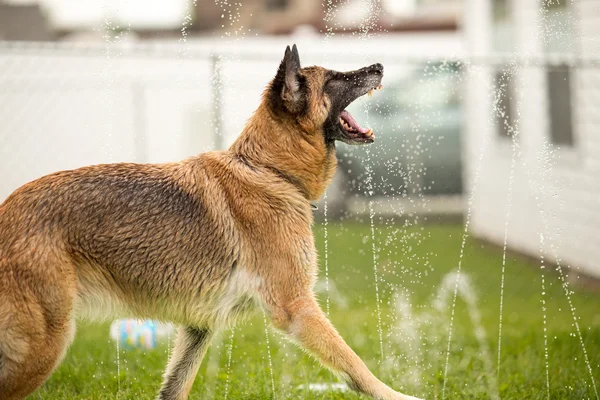 Pastor alemão cão fora brincando na água — Fotografia de Stock