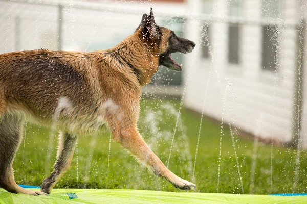 Pastore tedesco cane fuori a giocare in acqua — Foto Stock