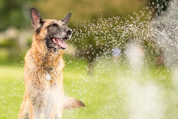 Pastore tedesco cane fuori a giocare in acqua — Foto Stock