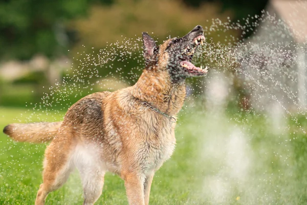 German Shepherd Dog Outside Playing In Water — Stock Photo, Image