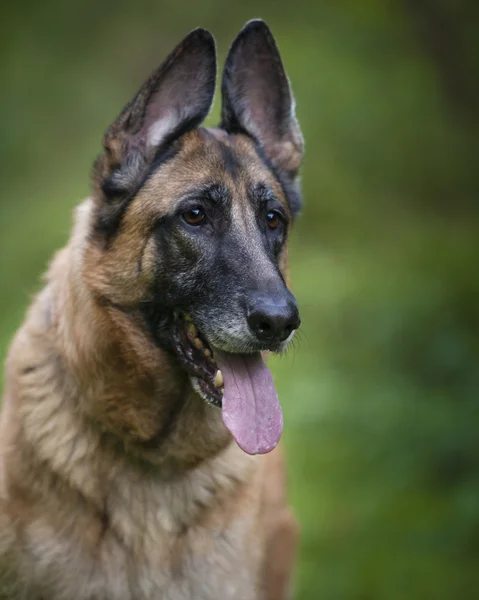 緑の背景の外のジャーマン ・ シェパード犬 — ストック写真