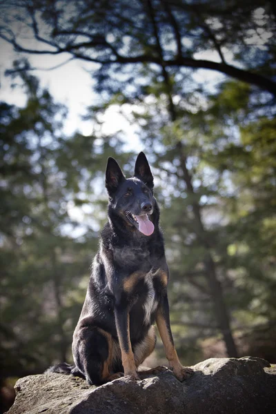 Lihegve Juhász Malinois keverék a Rock ül — Stock Fotó