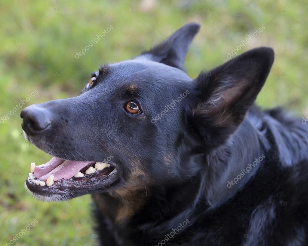 Large breed German Shepherd Belguim Mailinois Mix — Stock Photo