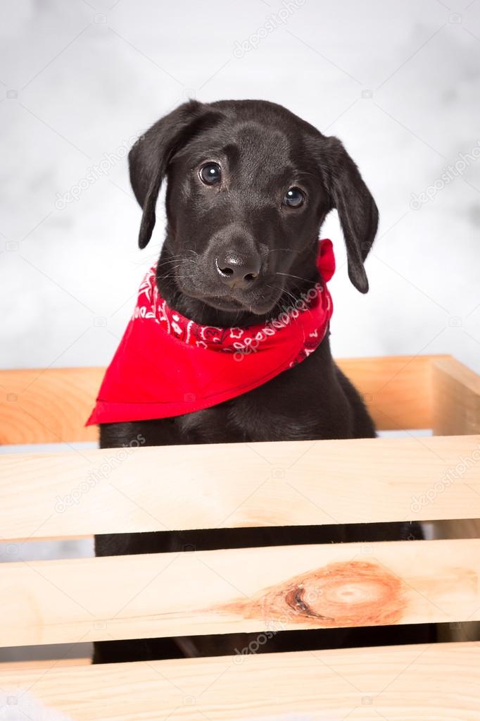 Black Lab Puppy in a Wooden Crate