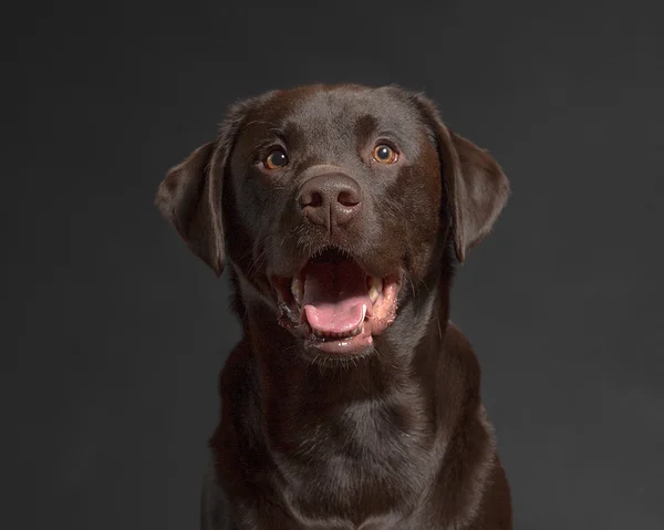 Студия Chocolate Lab — стоковое фото