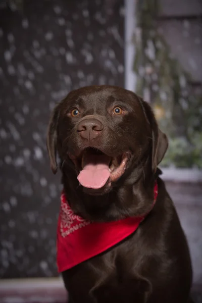 Chocolade Lab rode Bandana — Stockfoto