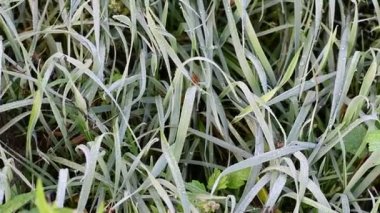 Güzel yeşil çimenler. Çiy damlalı çimenler. Çimlerin üzerinde don