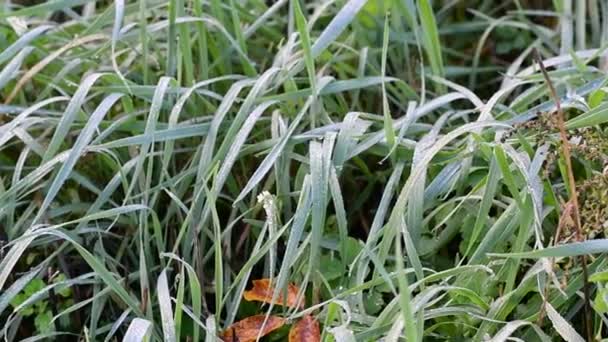 美丽的绿草 草有露珠 草地上的霜 — 图库视频影像