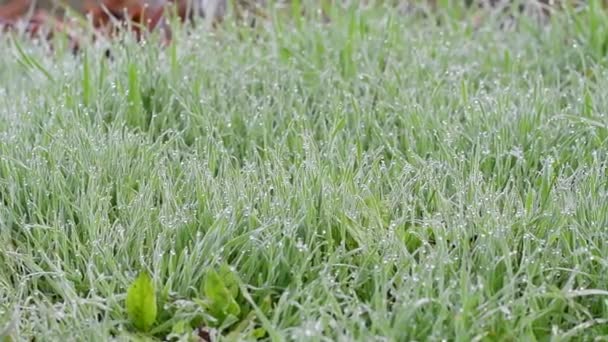 Beautiful Green Grass Grass Dew Drops Frost Grass — Stock Video