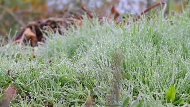 Schönes Grünes Gras Gras Mit Tautropfen Frost Auf Dem Gras — Stockvideo