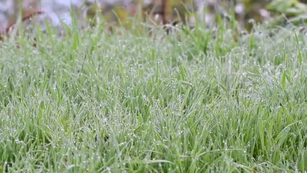 美丽的绿草 草有露珠 草地上的霜 — 图库视频影像