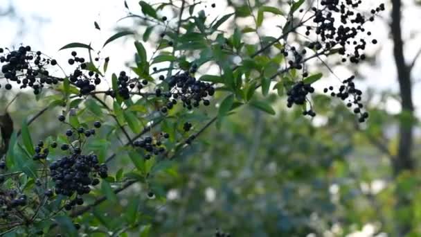 Black Berries Branch Elderberry — Stock Video