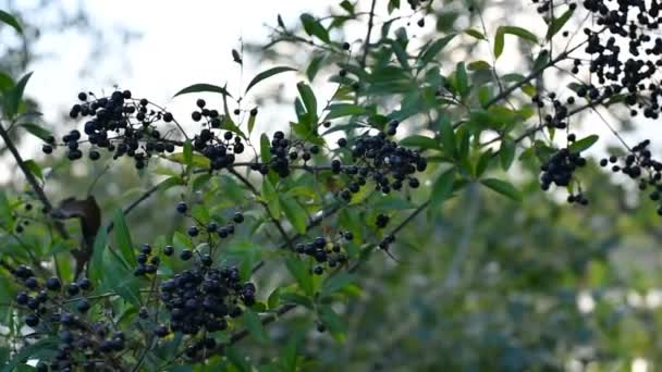 Black Berries Branch Elderberry — Stock Video