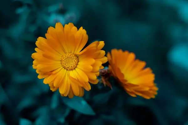 美しいオレンジの花 鮮やかな黄色のカレンデュラの花 — ストック写真